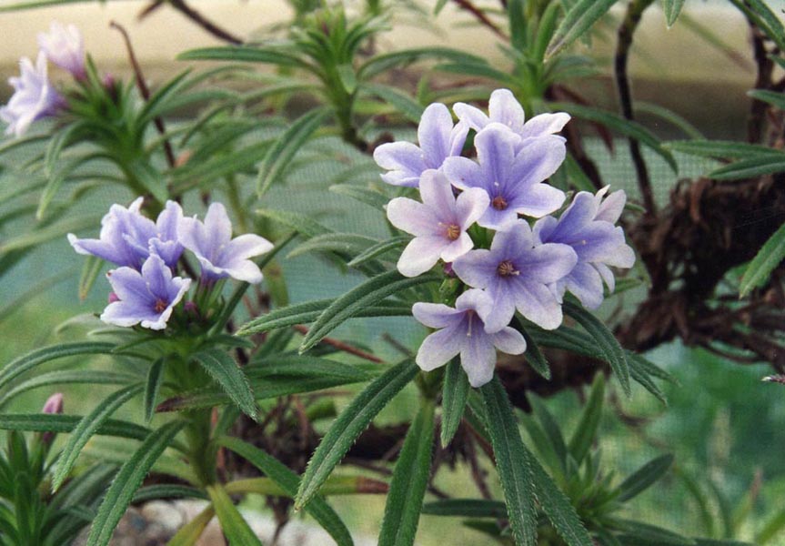 Lithodora zahnii photo